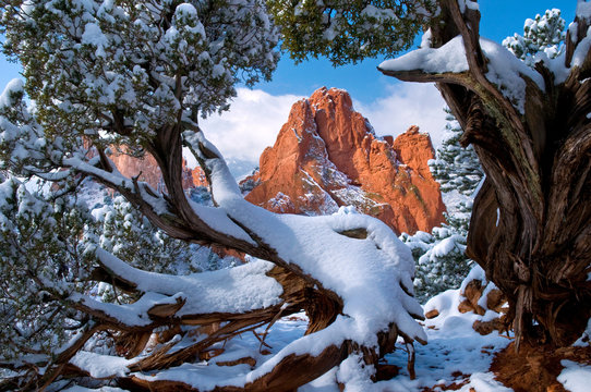 Garden framed by twisted juniper trees in Winter