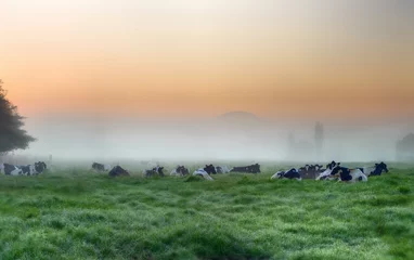 Abwaschbare Fototapete Kuh Holstein dairy cattle in a pasture at dawn. Underberg, Kwazulu Natal, South Africa.