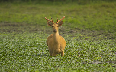  golden deer or hog dee