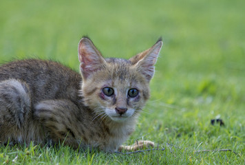 leopard cub