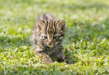 Naklejka na ściany i meble Leopard Cat Cub