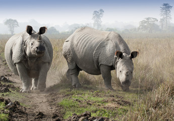 Rhinoceros © KK