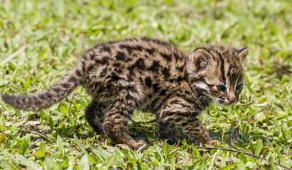 Leopard cat cub