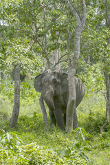 Fototapeta premium Elephant