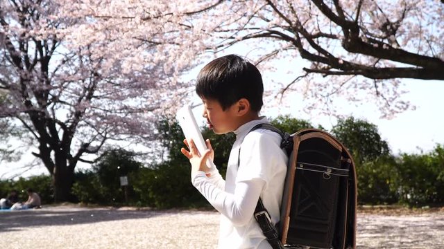 満開の桜の下 タブレットで勉強する小学生　イメージ