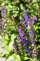 Salvia nemorosa or woodland sage or balkan clary violet plant with green
