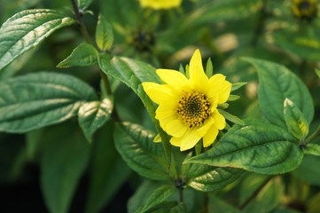 The Jerusalem artichoke or helianthus tuberosus or sunroot or sunchoke or earth apple or topinambour one yellow flower with green
