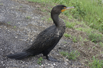 Double Crested Cormorant