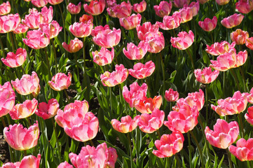 Pink blooming tulips in sunlight with green leaves 