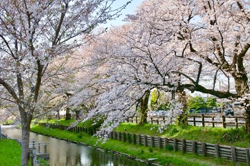 春の川越