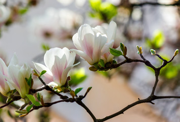Obraz premium white flowers of magnolia tree blossom. lovely springtime background on a bright day