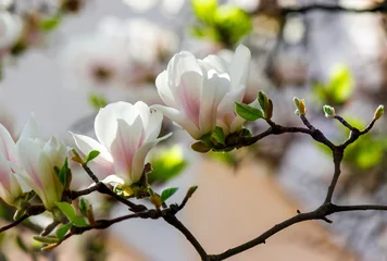 Zelfklevend Fotobehang white flowers of magnolia tree blossom. lovely springtime background on a bright day © Pellinni