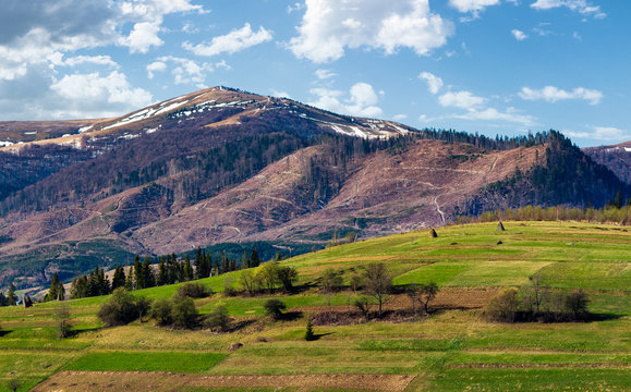 rural fields on a grassy hillside in springtime. mountain with snowy tops in the distance of beautiful countryside