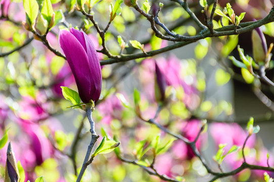 purple flowers of magnolia tree blossom. lovely springtime background on a bright day