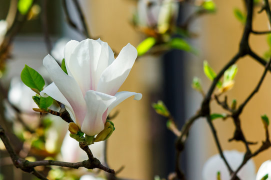Fototapeta white flower of magnolia tree blossom close up