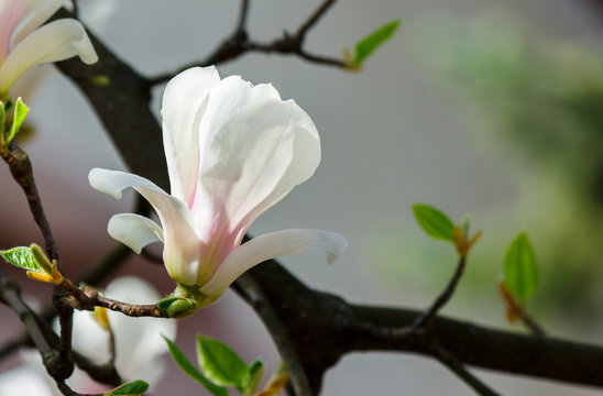 white flower of magnolia tree blossom close up. lovely springtime background on a bright day