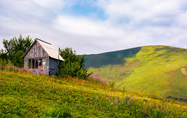 Fototapeta na wymiar abandoned woodshed on grassy hillside. beautiful summer scenery with purple flowers in mountains