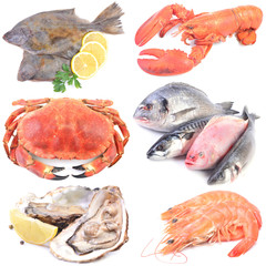 Seafood on a white background