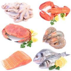 Seafood on a white background
