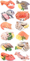 Seafood on a white background