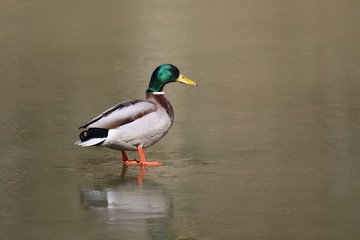 Male Mallard Duck (Anas platyrhynchos)