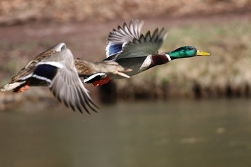 Obraz premium Male and Female Mallard Duck (Anas platyrhynchos) Flying
