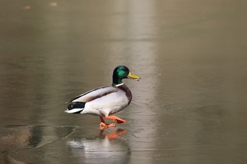 Male Mallard Duck (Anas platyrhynchos)