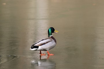 Male Mallard Duck (Anas platyrhynchos)