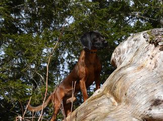 Bayerischer Gebirgsschweisshund