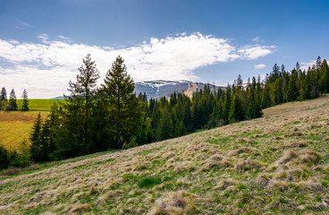 spruce forest on hills with weathered grass. lovely springtime scenery in Carpathian mountains