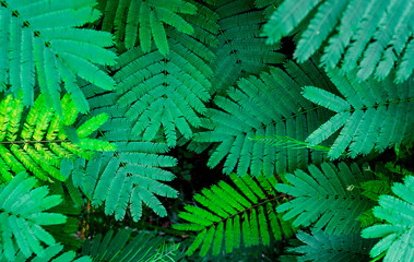 Closeup Green leaf nature for background . Creative made of green tree leaves.