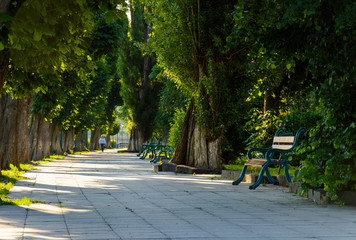 chestnut alley with benches in summertime