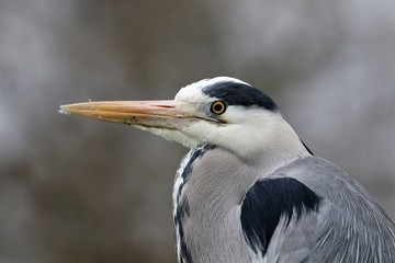 Graureiher (Ardea cinerea)