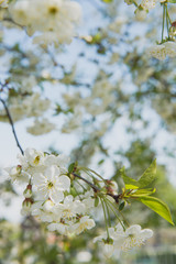 Cherry garden. Spring blossom background - abstract floral border of green leaves and white flowers.