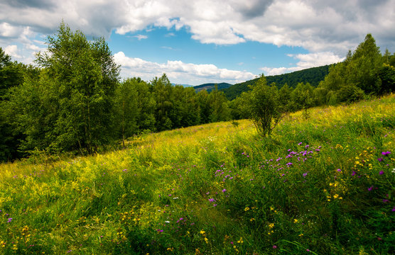 meadow with wild herbs among the forest in summer. beautiful nature scenery in mountains on a cloudy day