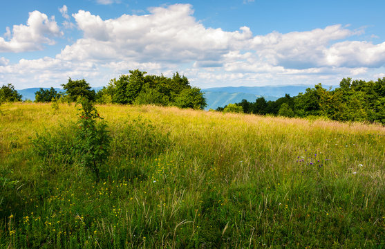 meadow with wild herbs on top of a hill in summer. beautiful nature scenery in mountains on a cloudy day