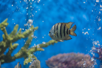 Obraz na płótnie Canvas Tropical fish under the water