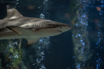 Fototapeta premium The small shark floats near a bottom