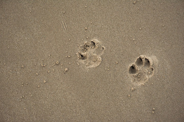 Fototapeta na wymiar Copy space of dog footprint on sand beach texture abstract background