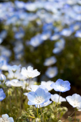Closed up of Nemophila (Baby blue eyes) flower background
