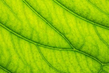 Obraz na płótnie Canvas Background texture leaf green