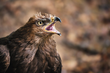 Aquila pomarina, Lesser spotted eagle