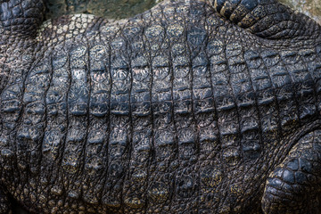 Close-up of Dark brown crocodile leather for background and texture