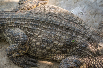 Close-up of Dark brown crocodile leather for background and texture