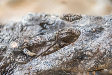 Obraz premium Crocodile in the zoo