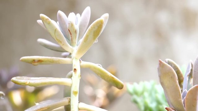 Garden Snall Tree Or Tree With Leaf