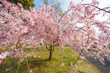 大島小松川公園　桜
