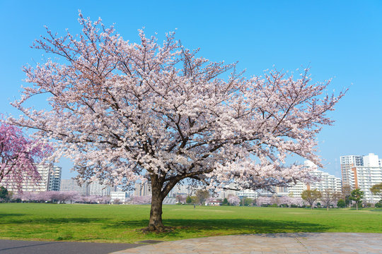 大島小松川公園　桜

