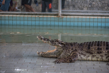 Crocodile in the zoo