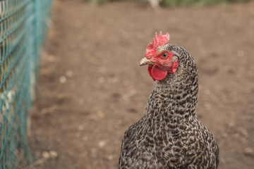 Hühner auf dem Bauernhof